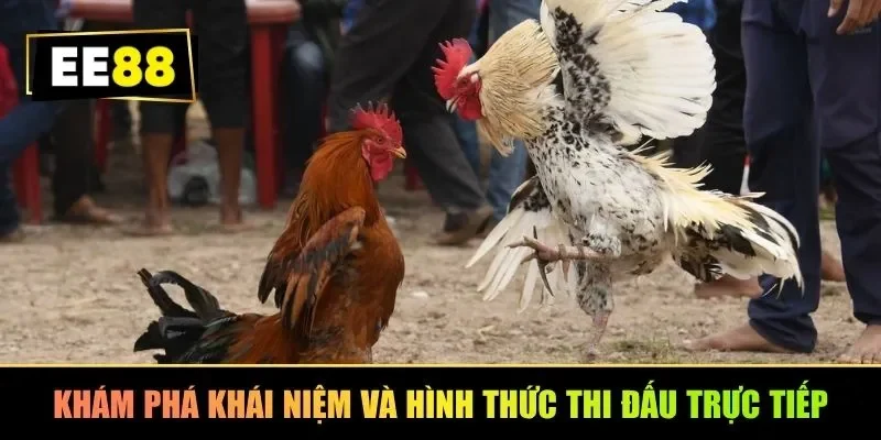 Khám phá khái niệm và hình thức thi đấu trực tiếp